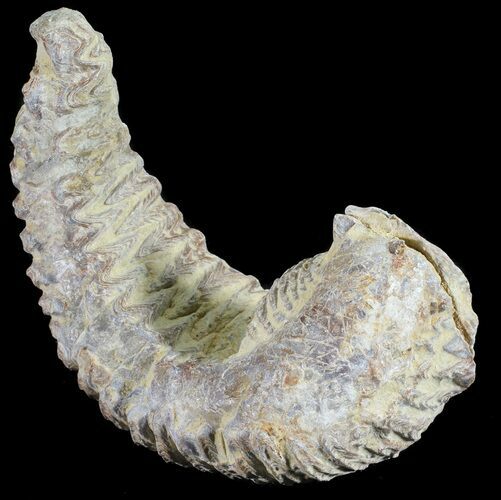 Cretaceous Fossil Oyster (Rastellum) - Madagascar #54431